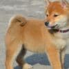 Shiba Inu puppies photo 2