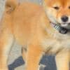 Shiba Inu puppies photo 3