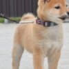 Shiba Inu puppies photo 4