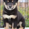 Shiba Inu puppies photo 5