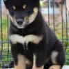 Shiba Inu puppies photo 6