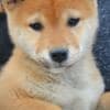 Shiba Inu puppies photo 7