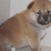 Shiba Inu puppies photo 8