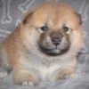 Shiba Inu puppies photo 9
