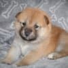 Shiba Inu puppies photo 10