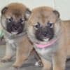 Shiba Inu puppies photo 11