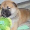 Shiba Inu puppies photo 12