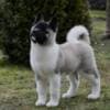 American Akita puppies photo 1
