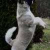 American Akita puppies photo 2