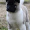 American Akita puppies photo 3