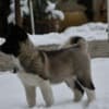 American Akita puppies photo 4