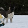 American Akita puppies photo 6