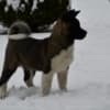 American Akita puppies photo 7