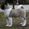 American Akita puppies photo 8