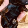 Black and Tan, Chocolate and Tan Toy Poodle puppies photo 1