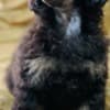 Black and Tan, Chocolate and Tan Toy Poodle puppies photo 2
