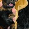 Black and Tan, Chocolate and Tan Toy Poodle puppies photo 4