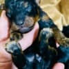 Black and Tan, Chocolate and Tan Toy Poodle puppies photo 5