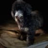 Black and Tan, Chocolate and Tan Toy Poodle puppies photo 6