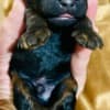 Black and Tan, Chocolate and Tan Toy Poodle puppies photo 8