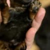 Black and Tan, Chocolate and Tan Toy Poodle puppies photo 9