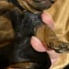 Black and Tan, Chocolate and Tan Toy Poodle puppies photo 10