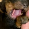 Black and Tan, Chocolate and Tan Toy Poodle puppies photo 13