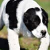 Central Asian Shepherd puppies photo 1