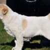 Central Asian Shepherd puppies photo 2