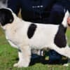 Central Asian Shepherd puppies photo 3