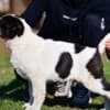 Central Asian Shepherd puppies photo 4