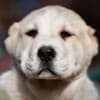 Central Asian Shepherd puppies photo 5