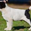 Central Asian Shepherd puppies photo 6