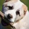 Central Asian Shepherd puppies photo 7