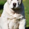 Central Asian Shepherd puppies photo 8