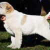 Central Asian Shepherd puppies photo 9
