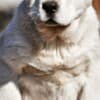 Central Asian Shepherd puppies photo 10