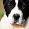 Central Asian Shepherd puppies photo 12