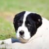 Central Asian Shepherd puppies photo 13