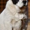 Central Asian Shepherd puppies photo 14