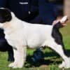 Central Asian Shepherd puppies photo 15
