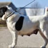 Central Asian Shepherd puppies photo 16