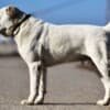 Central Asian Shepherd puppies photo 17
