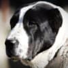 Central Asian Shepherd puppies photo 18