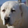 Central Asian Shepherd puppies photo 19