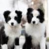 Border Collie puppies photo 1