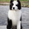 Border Collie puppies photo 2