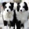 Border Collie puppies photo 3