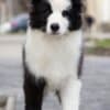 Border Collie puppies photo 4