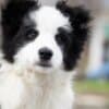 Border Collie puppies photo 5